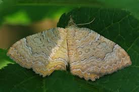 Attēlu rezultāti vaicājumam “Camptogramma bilineata”