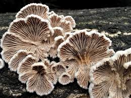 Attēlu rezultāti vaicājumam “Schizophyllum commune”