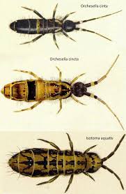 Attēlu rezultāti vaicājumam “Collembola”
