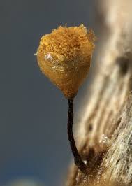 Attēlu rezultāti vaicājumam “Hemitrichia calyculata young”