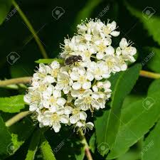 Attēlu rezultāti vaicājumam “Sorbus aucuparia flower”