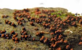 Attēlu rezultāti vaicājumam “Cribraria cancellata stalked”