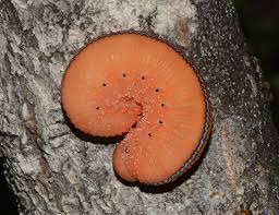 Attēlu rezultāti vaicājumam “Cimbex luteus”