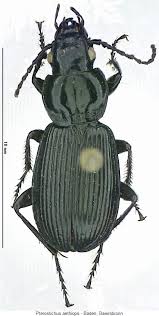 Attēlu rezultāti vaicājumam “Pterostichus aethiops”