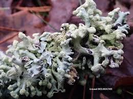 Attēlu rezultāti vaicājumam “Hypogymnia tubulosa”