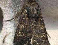 Attēlu rezultāti vaicājumam “Tholera cespitis”