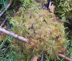 Attēlu rezultāti vaicājumam “Hylocomium splendens sporophyte”