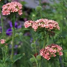 Image result for Lychnis chalcedonica `Dusky Salmon`