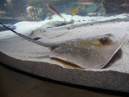 Image result for Pteroplatytrygon violacea