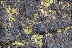 Attēlu rezultāti vaicājumam “Ascobolus furfuraceus”