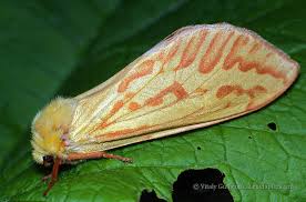 Attēlu rezultāti vaicājumam “Hepialus sylvina female”