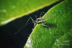 Attēlu rezultāti vaicājumam “Aphididae”