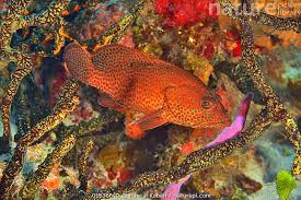 Image result for Cephalopholis cruentata