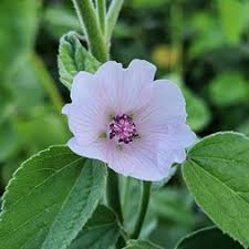 Attēlu rezultāti vaicājumam “Malvaceae”