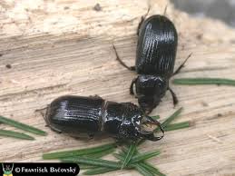 Attēlu rezultāti vaicājumam “Ceruchus chrysomelinus larva”