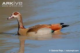 Attēlu rezultāti vaicājumam “Anser brachyrhynchus adult”