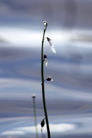 Attēlu rezultāti vaicājumam “Lobelia dortmanna bud”