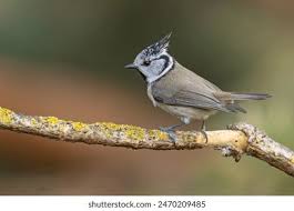 Attēlu rezultāti vaicājumam “Lophophanes cristatus adult”