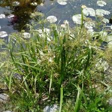 Attēlu rezultāti vaicājumam “Scirpus sylvaticus bud”