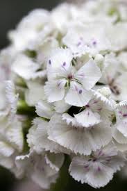 Attēlu rezultāti vaicājumam “Dianthus arenarius bud”