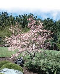 Attēlu rezultāti vaicājumam “Magnolia x loebneri”