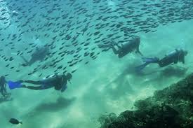 Image result for Manta Divers Sub-Aqua Club