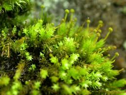 Attēlu rezultāti vaicājumam “Aulacomnium androgynum”