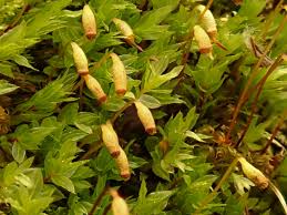 Attēlu rezultāti vaicājumam “Mnium”