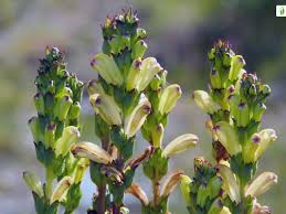 Attēlu rezultāti vaicājumam “Pedicularis sceptrum-carolinum flower”