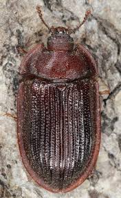 Attēlu rezultāti vaicājumam “Peltis grossa”