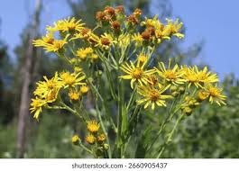 Attēlu rezultāti vaicājumam “Jacobaea paludosa”