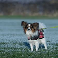 Image result for papillon