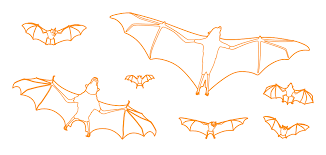 Attēlu rezultāti vaicājumam “Chiroptera”