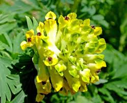 Attēlu rezultāti vaicājumam “Corydalis intermedia flower”