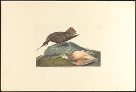 Image result for Numenius borealis