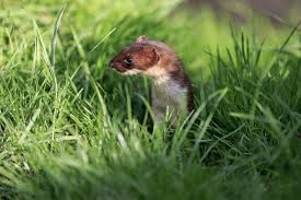 Attēlu rezultāti vaicājumam “Mustela erminea adult”