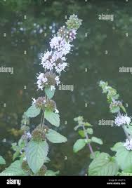 Attēlu rezultāti vaicājumam “Mentha x verticillata”