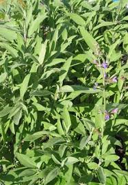 Image result for Salvie