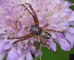 Attēlu rezultāti vaicājumam “Aculepeira ceropegia”