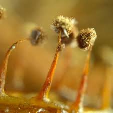 Attēlu rezultāti vaicājumam “Physarum bryocorticola macro”