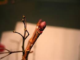 Attēlu rezultāti vaicājumam “Acer platanoides bud”