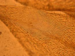 Attēlu rezultāti vaicājumam “Drepanocladus aduncus”