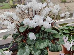 Image result for Cyclamen persicum