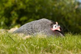 Attēlu rezultāti vaicājumam “Numida meleagris adult”