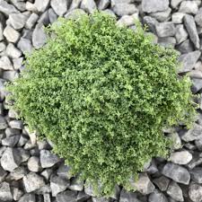 Attēlu rezultāti vaicājumam “Arenaria procera”