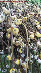 Attēlu rezultāti vaicājumam “Salix caprea male flower”