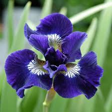 Attēlu rezultāti vaicājumam “Iris sibirica flower”