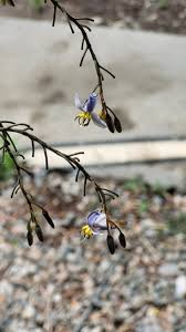 Attēlu rezultāti vaicājumam “Dianema nivale sessile”