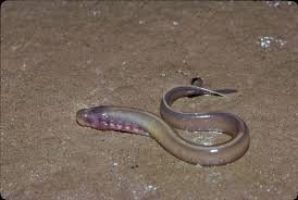 Attēlu rezultāti vaicājumam “Lampetra planeri”