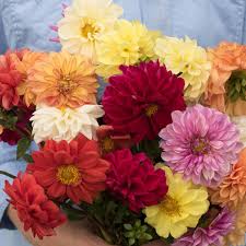 Image result for Dahlia x pinnata `Decorative Giants`